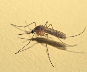 komar40101-300x250 Наиболее эффективные средства борьбы с комарами