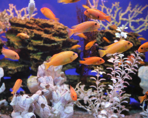 931483544-300x240 Основы совместимости аквариумных рыбок