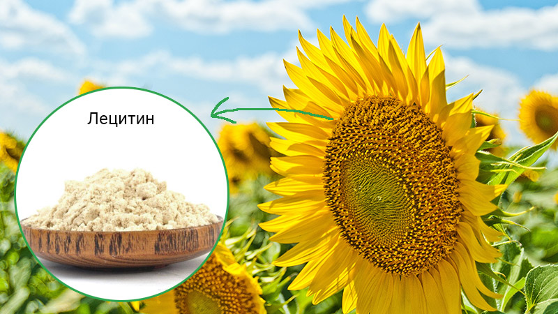 sunflower-lecithin Что такое подсолнечный лецитин: его особенности и полезность для здоровья
