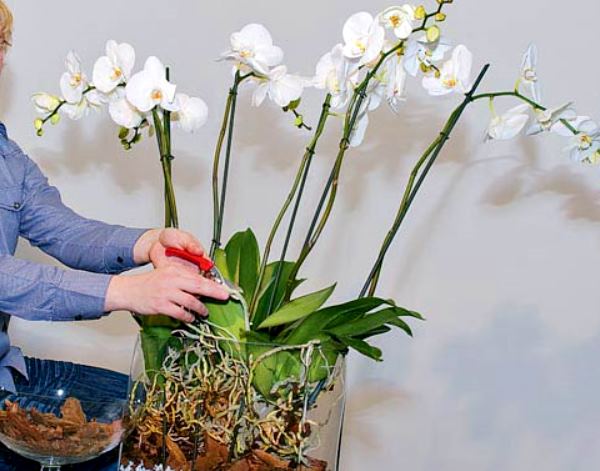 skolko-cvetet-orhideja-v-domashnih-uslovijah-kak-chasto-i-dolgo-954b7cb Орхидеи в квартире: секреты успешного выращивания и ухода